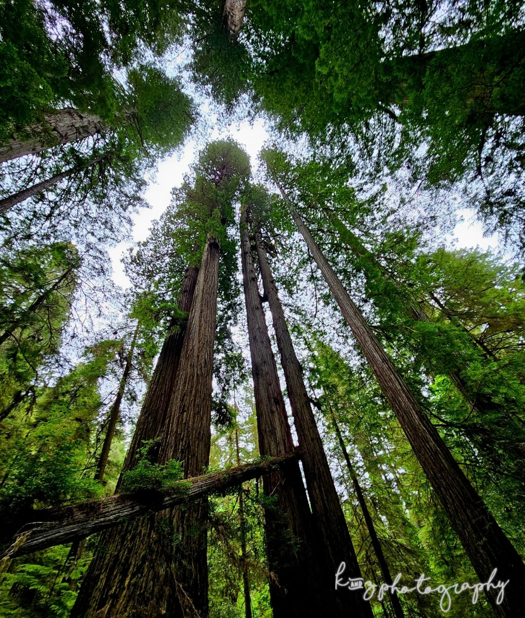 Redwood Forest Landscape Photography Canvas 8x10